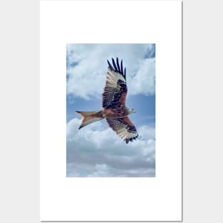 Red Kite Bird of Prey Posters and Art